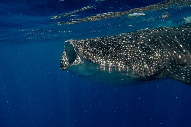 Whale Shark Snorkeling Adventure with Lunch - The Return Route to Cancun and Back to Your Hotel