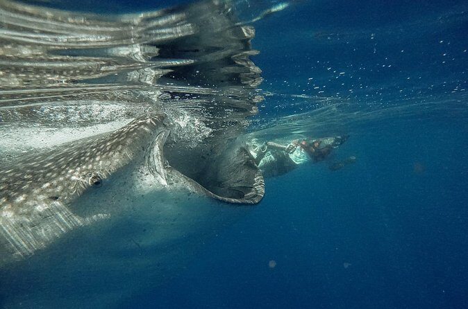 Whale Shark Snorkeling Adventure with Lunch - Price and Value: Does $225 Make Sense?