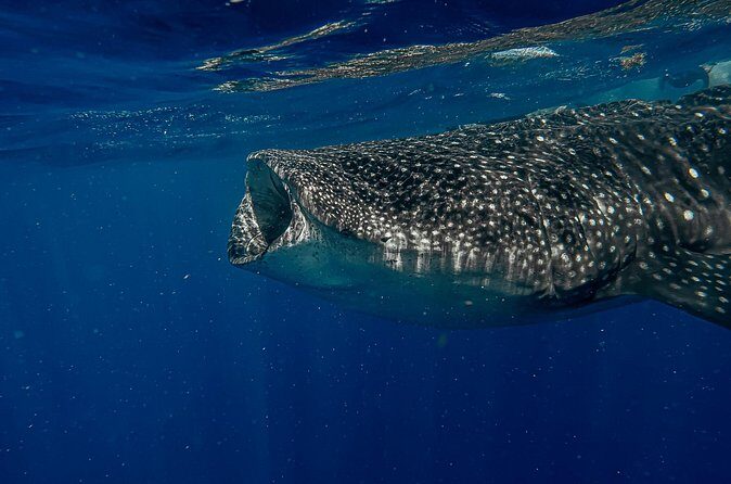 Whale Shark Snorkeling Adventure with Lunch - Safety First: What You Should Expect From a Well-Run Trip