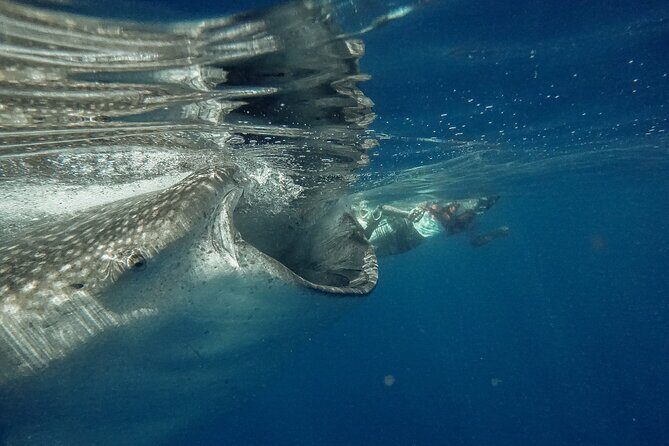 Whale Shark Snorkeling Adventure with Lunch - From Pickup to the Marina: Your Morning Setup