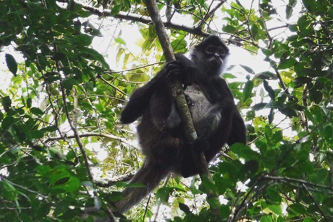 Wild Monkey Adventure (Private, Full Day) - The 12:00 pm start: how the timing shapes the day