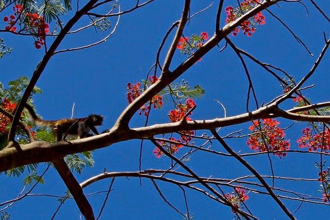 Wild Monkey Adventure (Private, Full Day) - Food included: the local lunch that keeps the energy up