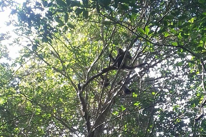 Wild Monkey Adventure (Private, Full Day) - Jungle walking in Punta Laguna: what your guide helps you notice