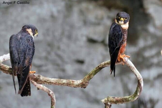Xocen Birding - Where this birding walk happens (and why that matters)
