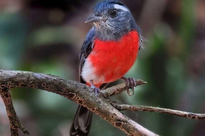 Xocen Birding - Birds you might spot, including Yucatán endemics