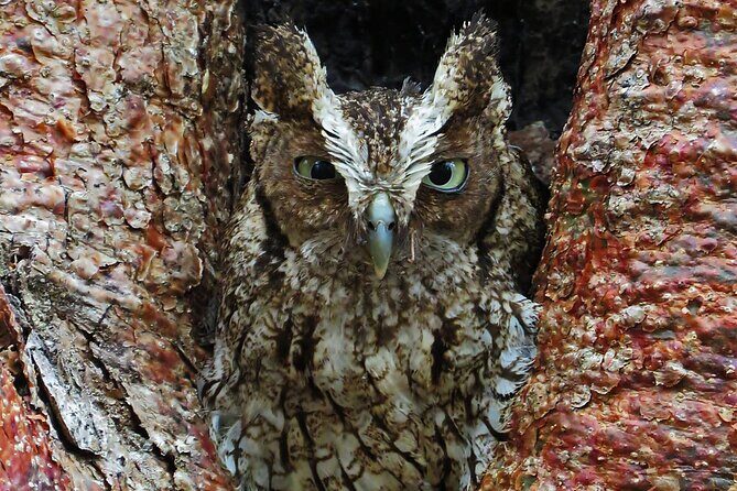 Xocen Birding - The guide experience: why hearing birds is half the game
