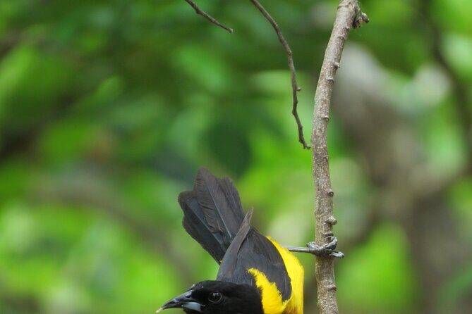 Xocen Birding - Logistics that actually affect your comfort