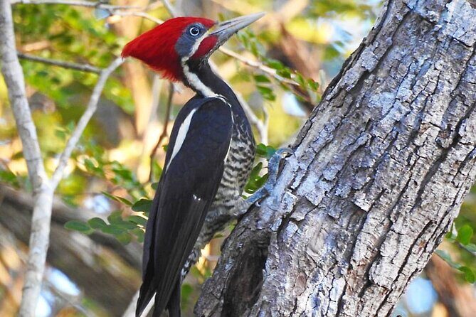 Xocen Birding - Extending the experience: stay at the same place if you can
