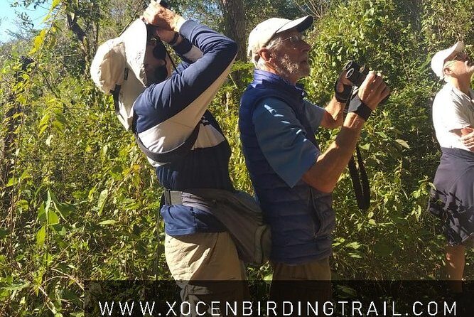 Xocen Birding - The Xocén-to-Kanxoc morning: what the 4.5 hours feel like