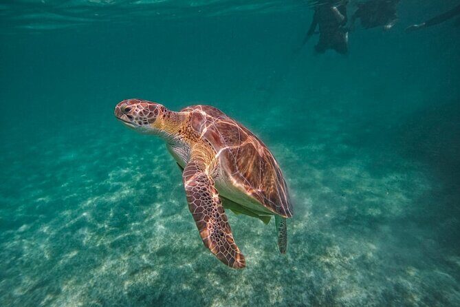 Yalku lagoon and turtles akumal sanctuary - Snorkeling in Akumal Bay for turtles, rays, and easy beach access