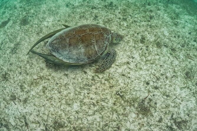 Yalku lagoon and turtles akumal sanctuary - Yalku Lagoon swim: a jungle aquarium with cold and warm pockets