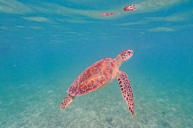 Yalku lagoon and turtles akumal sanctuary - Should you book this turtle and Yalku lagoon swim?