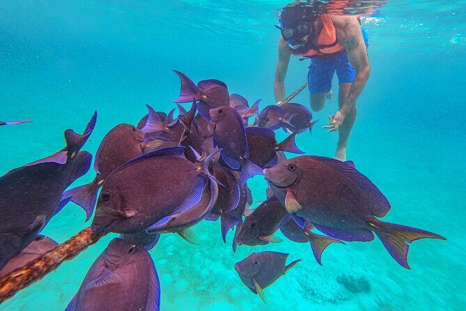 Yalku lagoon and turtles akumal sanctuary - How the guide setup keeps your group comfortable