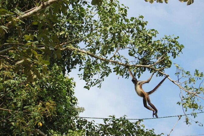Zip lining and Canoe Monkey jungle in Tulum - Key things I’d plan for