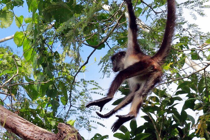 Zip lining and Canoe Monkey jungle in Tulum - Canoe across the lagoons: slower, calmer, and great for photos